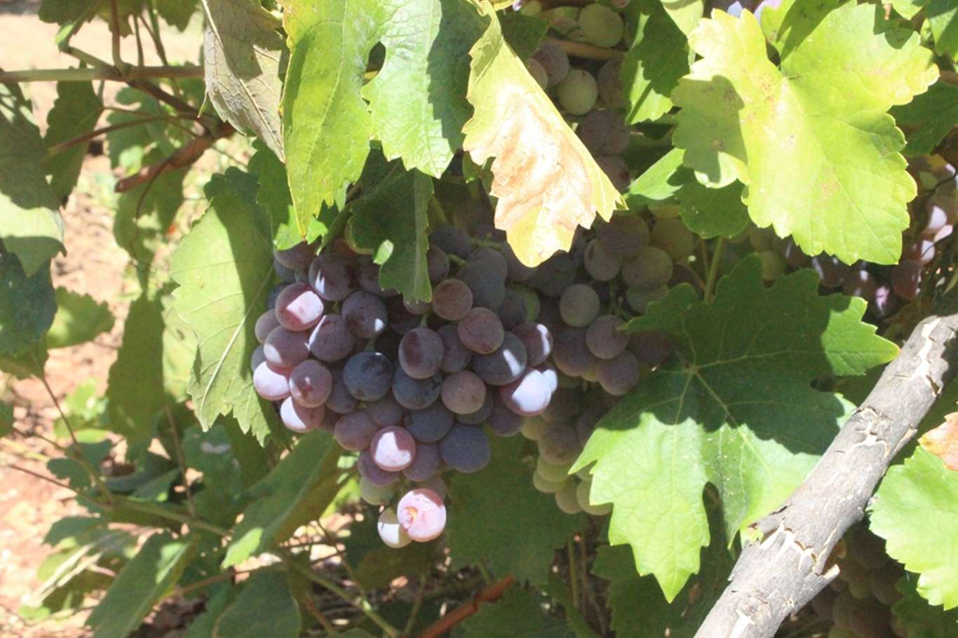 Üzümün pekmez ve pestil olma yolculuğu başladı